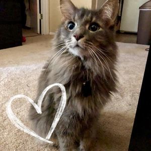 Meet your Posher, Sammy